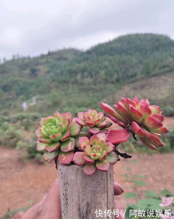 下雨天|新手养多肉,从学会浇水开始,常见的两个问题,要学以致用