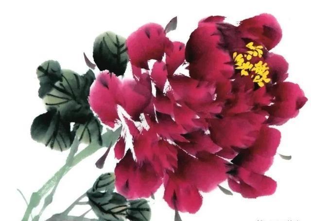 形态|紫、红牡丹花头写意画法与形态参考