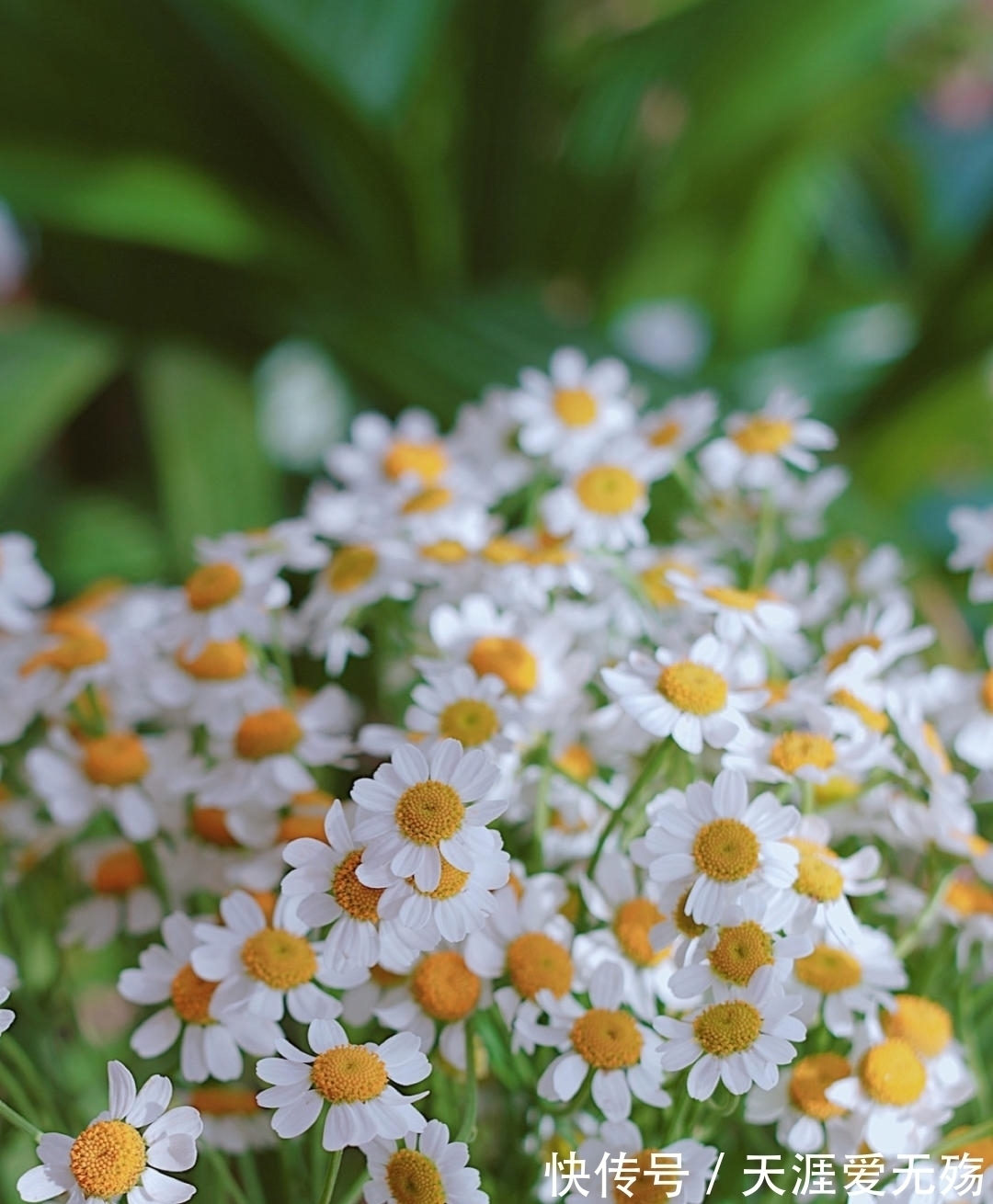 秋天!经典4句,赏花人记住这些诗词,秋天这一个月就不白忙活了