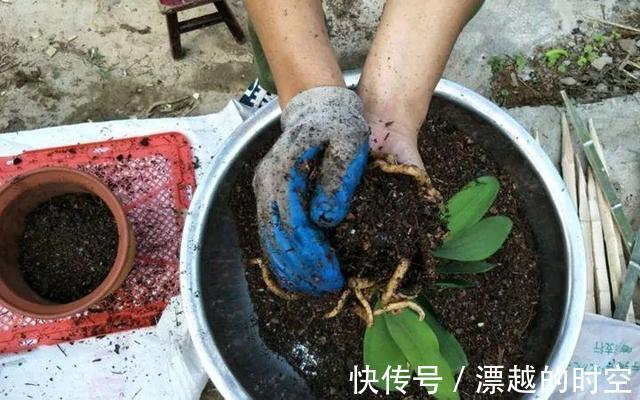 吊兰|养花加点“花生壳”，提前“多做1步”，土壤疏松肥沃，养啥旺啥