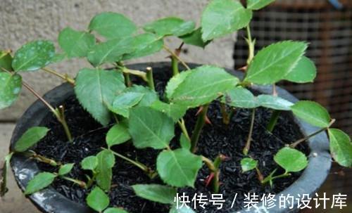 秋天扦插月季都是没长根就先发芽，全部没成活，怎么回事