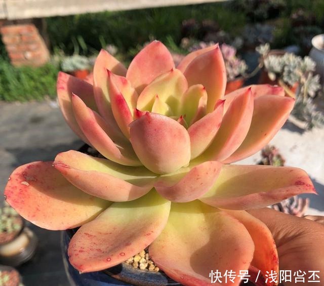 养多肉，要学会“虐养”，才能养出好状态！