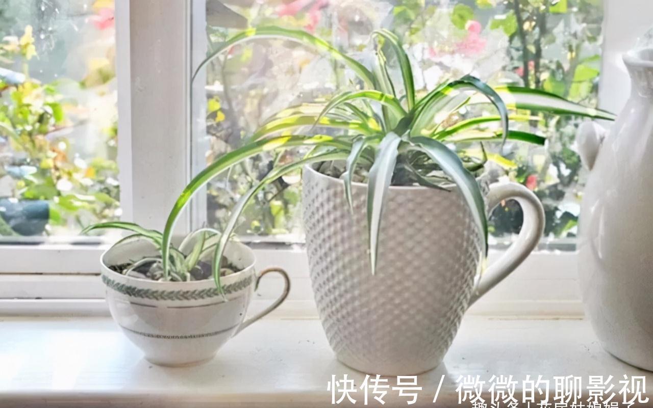 磷酸二氢钾养花作用大,它有很多个“妙用”,很多人就只知道一个