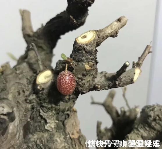 满山都是“羊奶果”，不能错过的盆景树种，做成盆景别具一格！