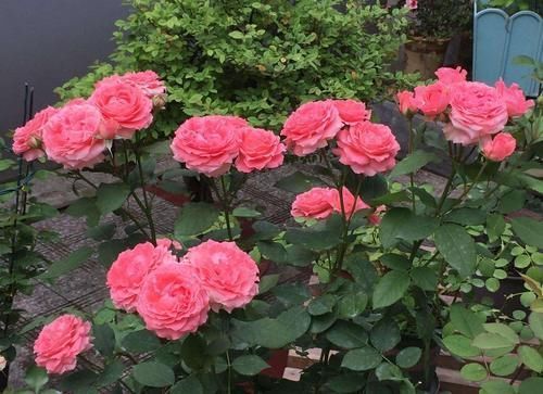 养月季没有那么复杂,“两种肥”轮流给,花苞更多叶子绿