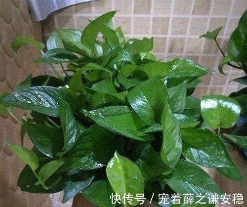 家里养盆绿植物，空气清新没异味，皮实好养长满盆，适合新手！