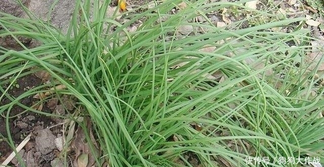 野菜|农村的这几种野菜今年已经错过了，明年不要再错过啦，健康又治病