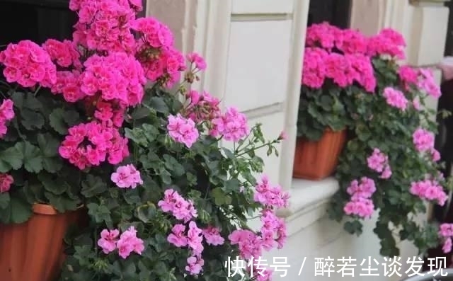 土质|楼下邻居装修,装了点木屑回家养花,给你们说说木屑养花的好处