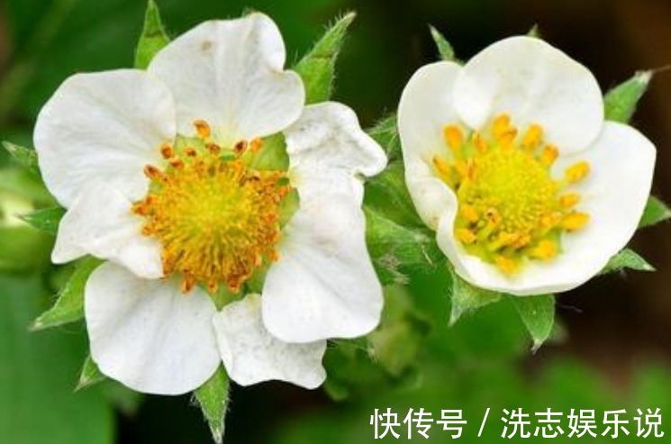 此花花姿优美,绿叶衬托着洁白的花朵精致夺目,象征着勇敢的爱情