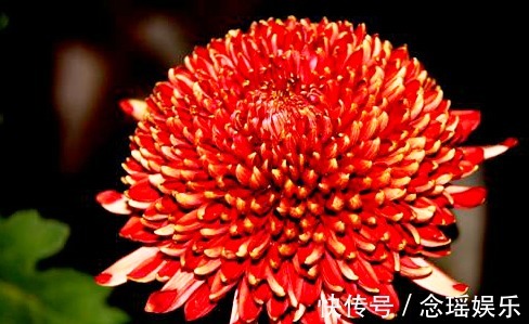 此菊，花开“大如斗篷”，属“菊中珍品”，幽香袭人，绚丽多姿!