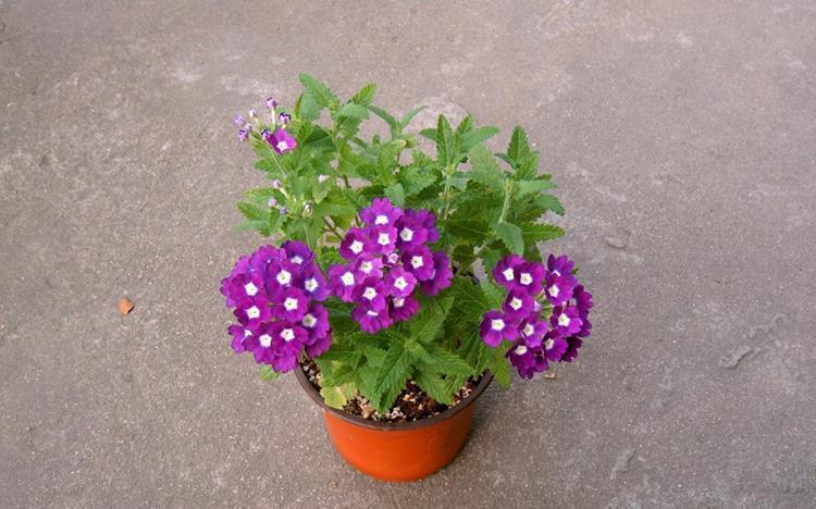 紫色系花草有哪些?这6种漂亮优雅的小紫花,你见过几个