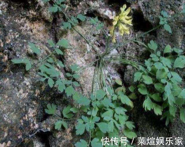 此种“野草”有臭味,却比“卷柏”值钱,放阳台晒2天,1斤卖80元