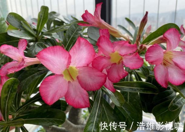 施肥|这些“老话”通俗易懂,能叫养花人少走弯路