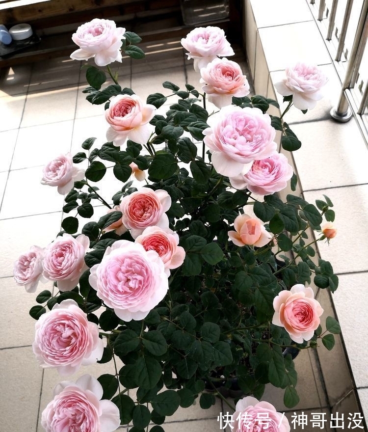 芹叶牡丹芹叶牡丹|几种女神花,婀娜多姿,漂亮高贵优雅,花大色艳真漂亮