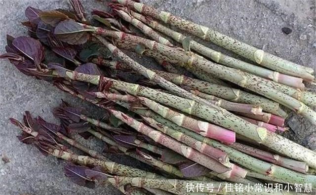 国外|它在国内的名气很大,国外却臭名昭著,80后把它当做零食来吃