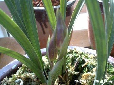 兰花|兰花长成“吊兰”，光长叶子不开花，绕开4个坑，开出极品好兰花