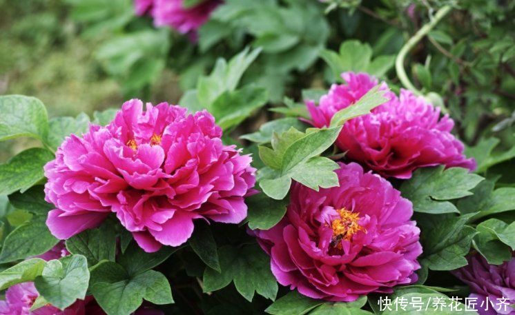 栽种|只有秋季可以买的2种花,想养赶紧入手,过期养不活