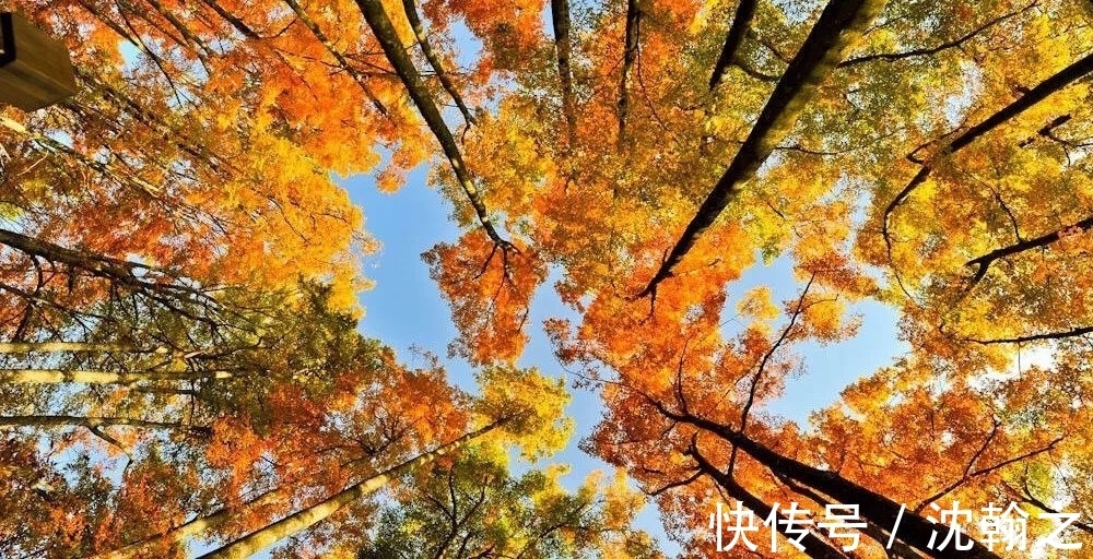 饮酒|秋高气爽的九月,一起到古诗词里登高望远,饮酒赏菊