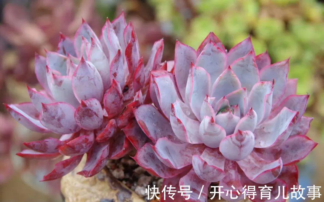 养花:这种多肉,是杂交的混血宝宝,你家有吗?