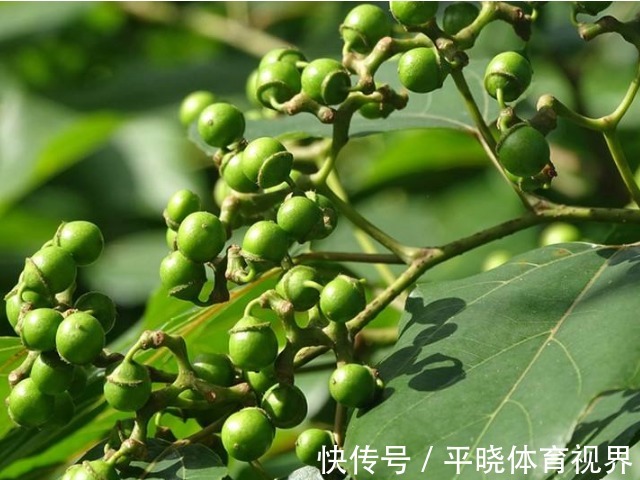 千杯不醉|一种长得像木头疙瘩的甜果,李时珍称它“千杯不醉”,越喝越霸气
