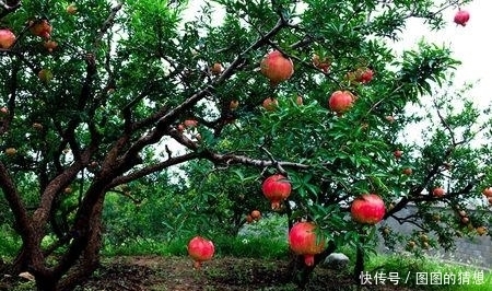 知识|老人常说“一个石榴十副药”,原来石榴的功效这么多,涨知识了!