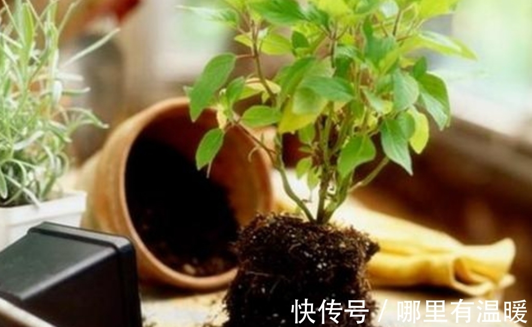 松针土|养花营养土不用买,4种材料搭配起来,松软又肥沃,养啥花都旺