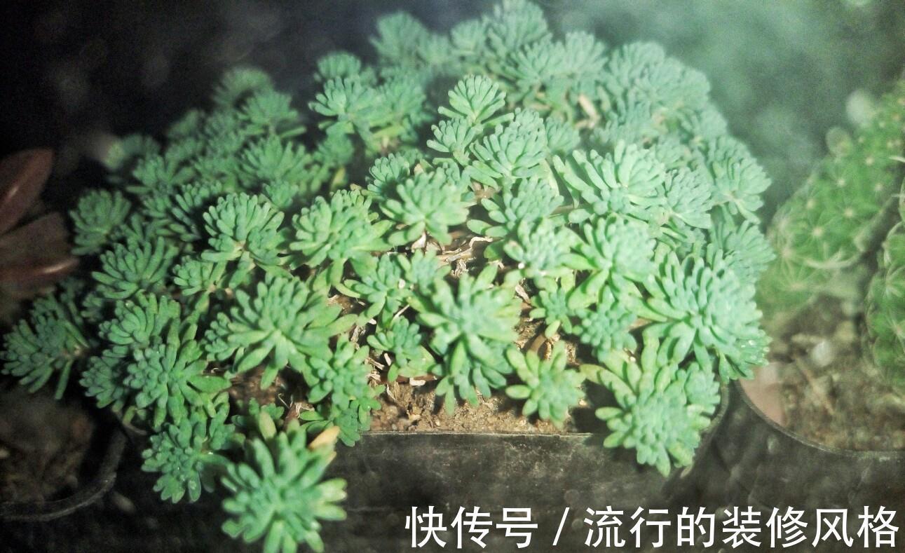 不想肉肉分分钟死给你看，赶紧入手这些皮实好养容易度夏的品种