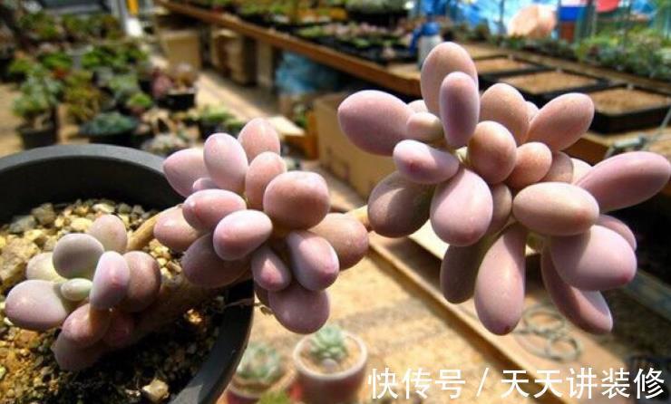 夏天|夏天养多肉桃蛋,注意这4个小细节,不化水不烂根,叶子粉嘟嘟