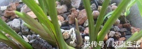 蚯蚓|盆里有了“它”,“小芽”多又壮,养啥旺啥,可别再“扔”了!