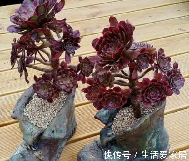 多肉植物|想要多肉快速长成老桩,教你一个小技巧,茎秆粗壮,新手也会养