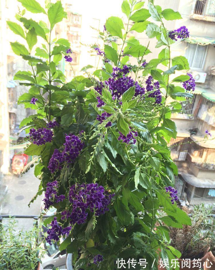 漂亮|家里养这几朵花,阳台变成小花园,鲜艳漂亮,花开枝繁叶茂