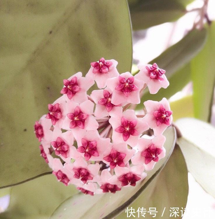 仙人掌|谁见了都喜欢的4种花，好养又漂亮，全年开花不断