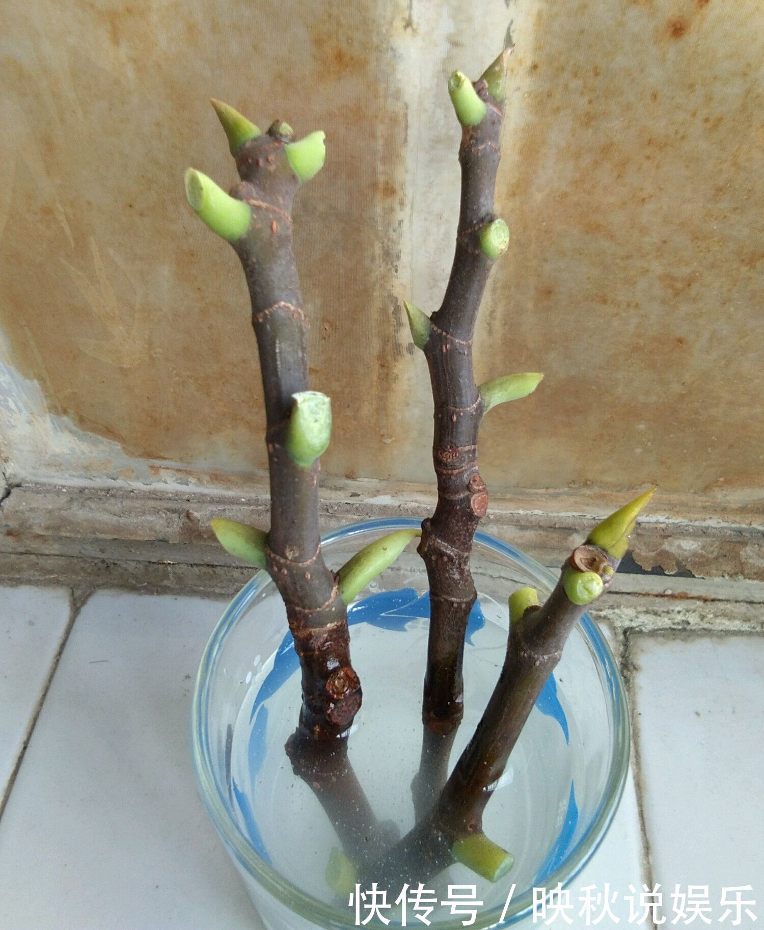 无花果水培繁殖难生根教你一招10天生根的方法,试过的都说好