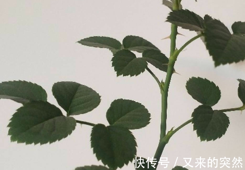 入冬修剪,这9种花,剪错不开花、杆子会枯死