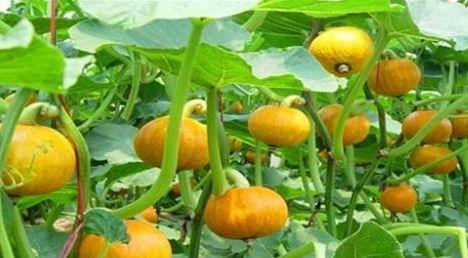 牛奶果牛奶果|女性不愿脸生斑,推荐常吃的食物,补血润肤、排除毒素