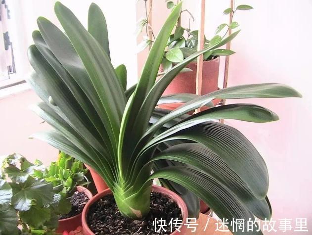 盆栽君子兰浇水贯彻12字真言,肉质根越长越健壮、花越开越多