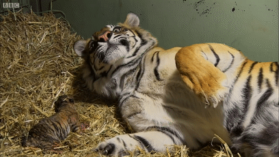 角马|蝙蝠竟然会倒立生孩子,这些生娃瞬间看得我肚子疼