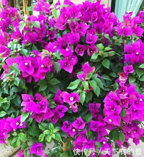 春天养花有3“忌”,及时避开花花长得旺,不然养一盆死一盆