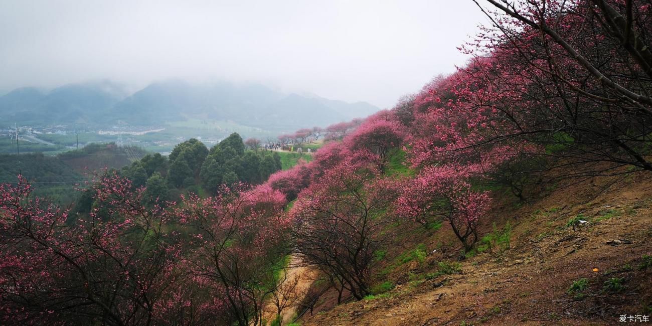 江南雨，梅花村，寻梅踏青！