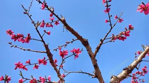 中年|春暖百花开，赏花正当时，蕉岭广福鹰嘴桃花吸引众多游客前往观赏