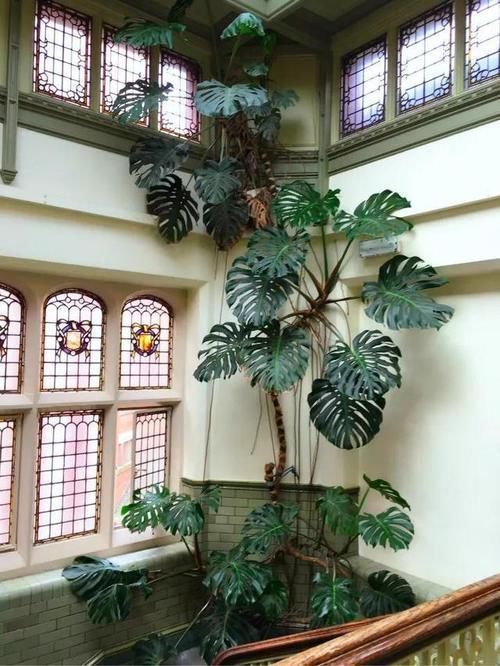 看看花友养了“10多年”的“龟背竹”,这是要上天?