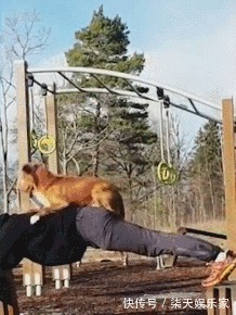 长时间|长时间健身却没效果你可能只差一条狗！