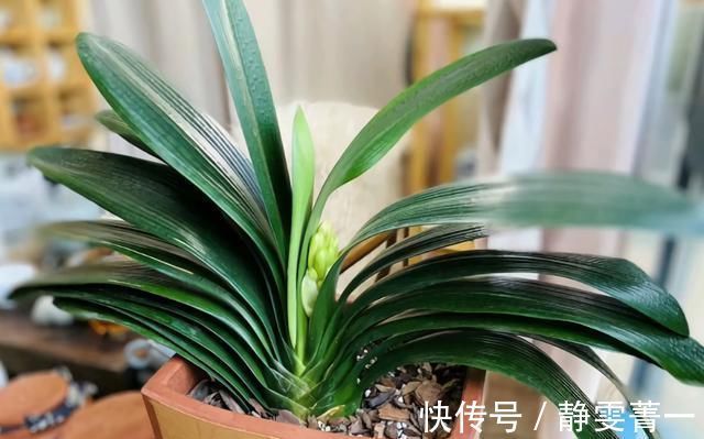 疯长|立秋之后,做好4件事,君子兰9月疯长,年底爆花