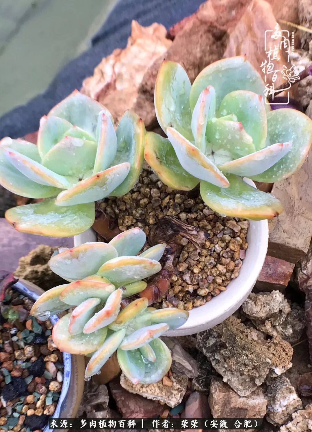 金秋时节,变化带来的惊喜不正是养肉的乐趣所在么!