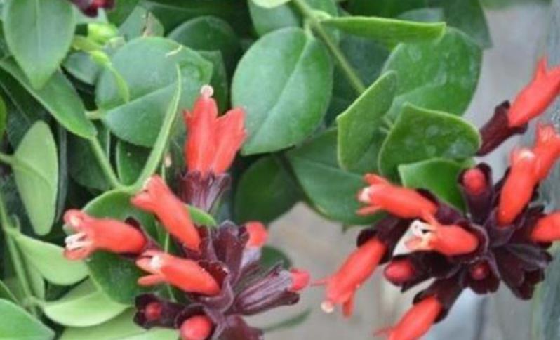 养花就养3种花,好养易活花量大,寓意吉祥人人爱,家里养真适合