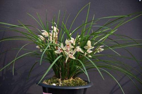 新手养兰花，牢记3个“关键”，花开之后再开花，年年开花不停歇