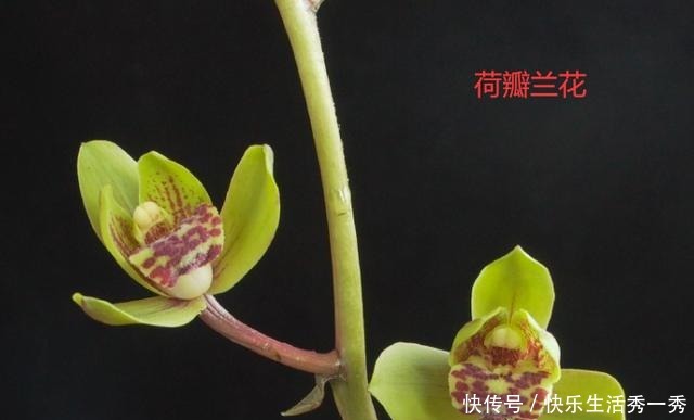 名贵兰花价值百万、千万,那什么兰花才算是名贵兰花!
