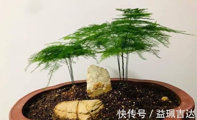 发酵淘米水臭气熏天,里面加点小东西,发酵快没异味,养花真棒