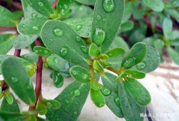 马齿苋|女人想皮肤好，学会吃4种食物，排毒消脂，有祛雀斑，增强抵抗力