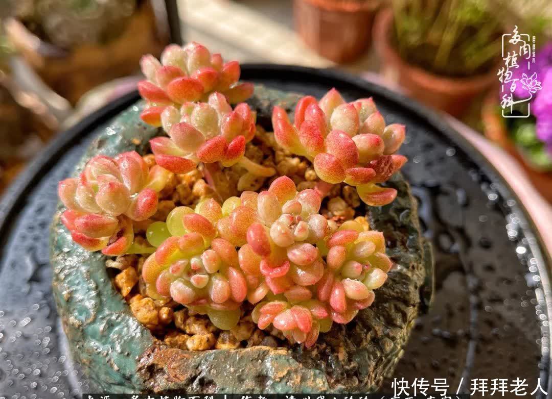 多肉与我,不负时光韶华!